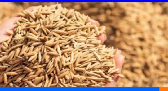 நெல் கொள்வனவு: 305 மெட்ரிக் தொன் கொள்முதல்